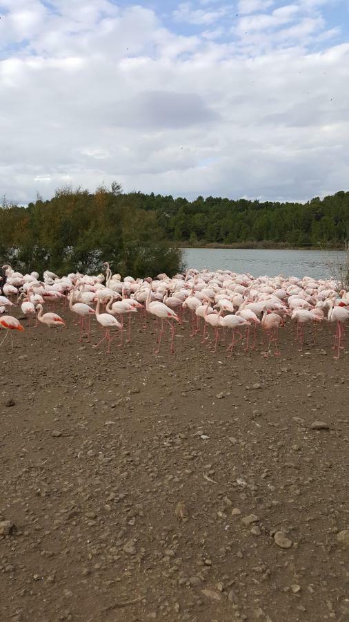 Appartement Le Flamant Rose Пор-ла-Нувел Екстериор снимка